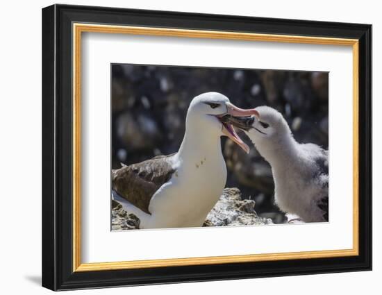 Adult Black-Browed Albatross Feeding Chick in New Island Nature Reserve, Falkland Islands-Michael Nolan-Framed Photographic Print