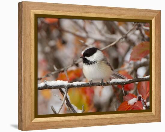 Adult Black-capped Chickadee in Snow, Grand Teton National Park, Wyoming, USA-Rolf Nussbaumer-Framed Premier Image Canvas