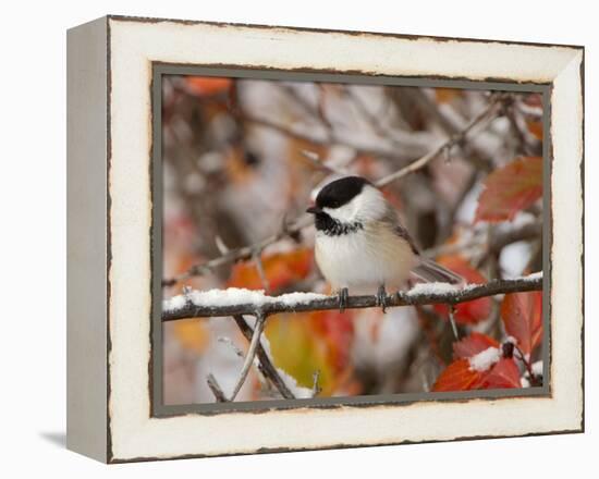 Adult Black-capped Chickadee in Snow, Grand Teton National Park, Wyoming, USA-Rolf Nussbaumer-Framed Premier Image Canvas