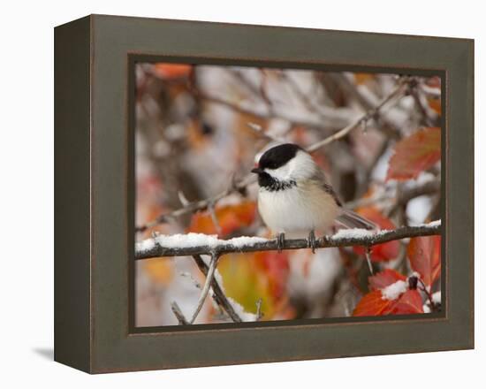 Adult Black-capped Chickadee in Snow, Grand Teton National Park, Wyoming, USA-Rolf Nussbaumer-Framed Premier Image Canvas