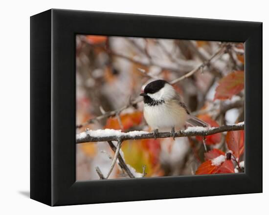 Adult Black-capped Chickadee in Snow, Grand Teton National Park, Wyoming, USA-Rolf Nussbaumer-Framed Premier Image Canvas