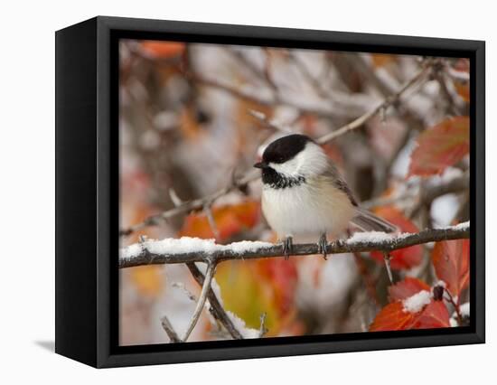 Adult Black-capped Chickadee in Snow, Grand Teton National Park, Wyoming, USA-Rolf Nussbaumer-Framed Premier Image Canvas