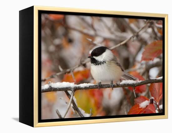 Adult Black-capped Chickadee in Snow, Grand Teton National Park, Wyoming, USA-Rolf Nussbaumer-Framed Premier Image Canvas