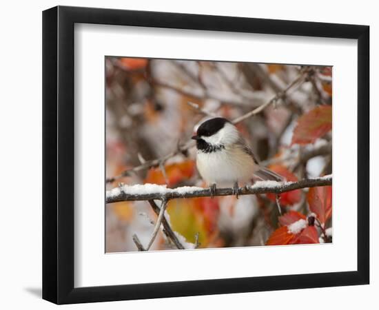 Adult Black-capped Chickadee in Snow, Grand Teton National Park, Wyoming, USA-Rolf Nussbaumer-Framed Photographic Print