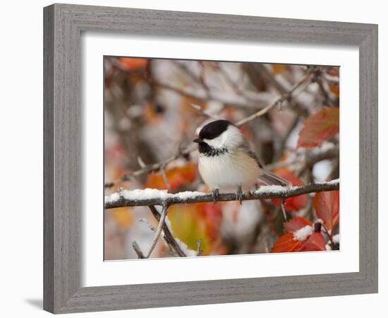 Adult Black-capped Chickadee in Snow, Grand Teton National Park, Wyoming, USA-Rolf Nussbaumer-Framed Photographic Print