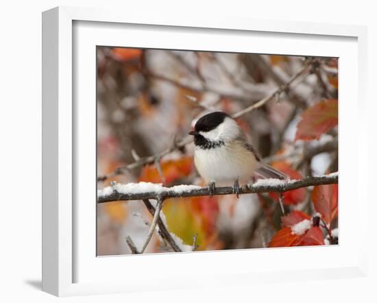 Adult Black-capped Chickadee in Snow, Grand Teton National Park, Wyoming, USA-Rolf Nussbaumer-Framed Photographic Print