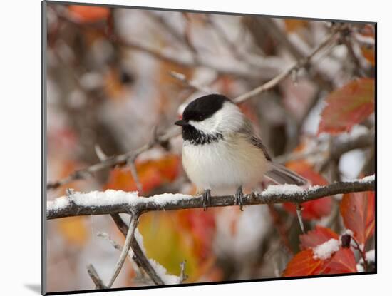 Adult Black-capped Chickadee in Snow, Grand Teton National Park, Wyoming, USA-Rolf Nussbaumer-Mounted Photographic Print