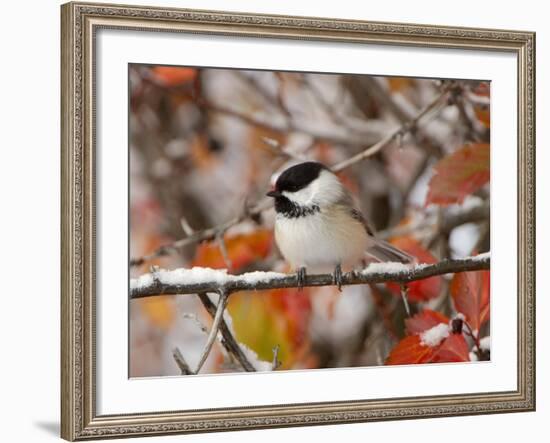 Adult Black-capped Chickadee in Snow, Grand Teton National Park, Wyoming, USA-Rolf Nussbaumer-Framed Photographic Print