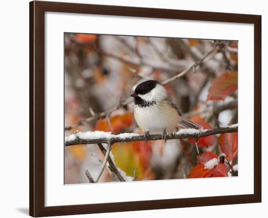 Adult Black-capped Chickadee in Snow, Grand Teton National Park, Wyoming, USA-Rolf Nussbaumer-Framed Photographic Print