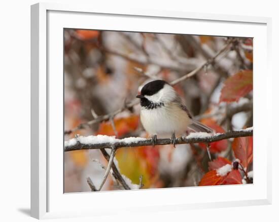 Adult Black-capped Chickadee in Snow, Grand Teton National Park, Wyoming, USA-Rolf Nussbaumer-Framed Photographic Print