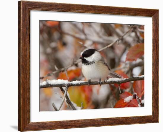 Adult Black-capped Chickadee in Snow, Grand Teton National Park, Wyoming, USA-Rolf Nussbaumer-Framed Photographic Print