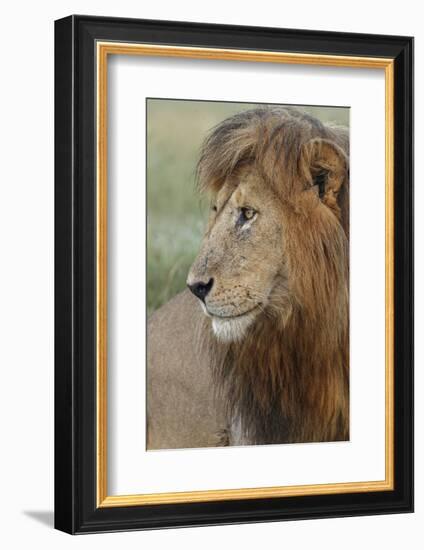 Adult black maned lion, Serengeti National Park, Tanzania, leo-Adam Jones-Framed Photographic Print