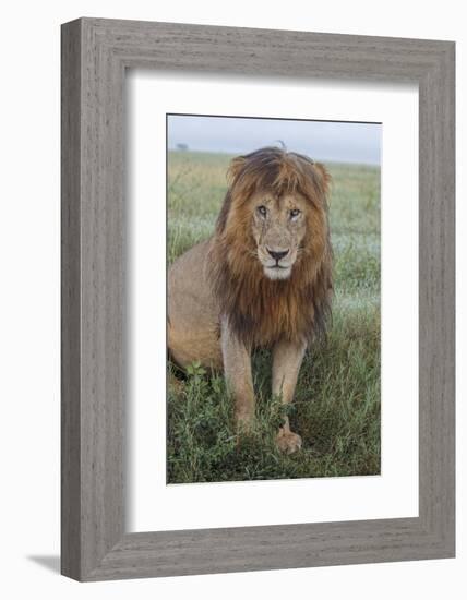 Adult black maned lion, Serengeti National Park, Tanzania, leo-Adam Jones-Framed Photographic Print