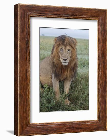 Adult black maned lion, Serengeti National Park, Tanzania, leo-Adam Jones-Framed Photographic Print