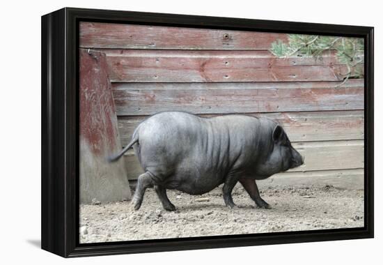 Adult Black Pot Pellied Pig Walking on Farm-Matt Freedman-Framed Premier Image Canvas