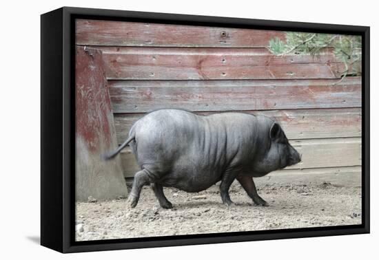 Adult Black Pot Pellied Pig Walking on Farm-Matt Freedman-Framed Premier Image Canvas