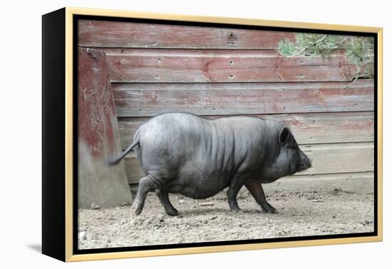 Adult Black Pot Pellied Pig Walking on Farm-Matt Freedman-Framed Premier Image Canvas