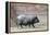Adult Black Pot Pellied Pig Walking on Farm-Matt Freedman-Framed Premier Image Canvas