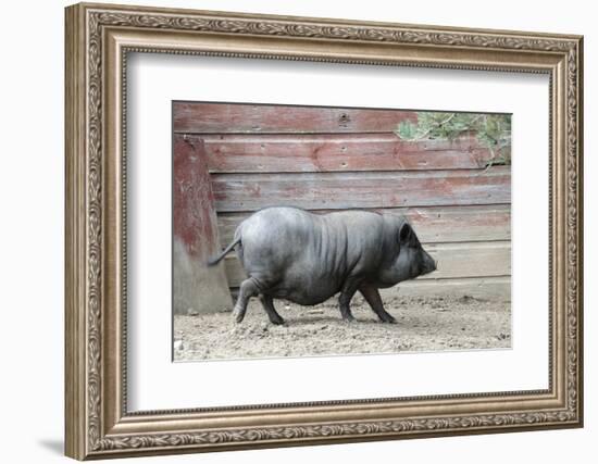 Adult Black Pot Pellied Pig Walking on Farm-Matt Freedman-Framed Photographic Print