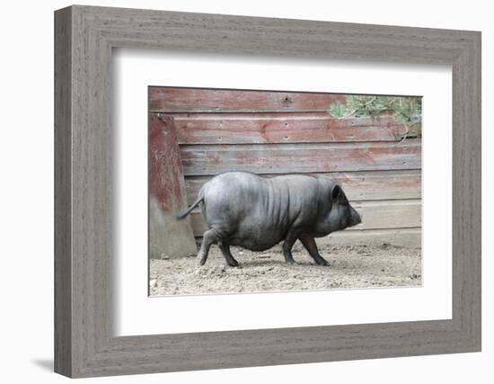 Adult Black Pot Pellied Pig Walking on Farm-Matt Freedman-Framed Photographic Print