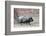 Adult Black Pot Pellied Pig Walking on Farm-Matt Freedman-Framed Photographic Print