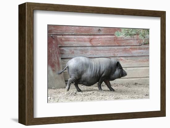 Adult Black Pot Pellied Pig Walking on Farm-Matt Freedman-Framed Photographic Print