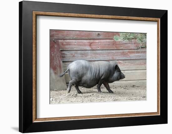 Adult Black Pot Pellied Pig Walking on Farm-Matt Freedman-Framed Photographic Print