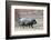 Adult Black Pot Pellied Pig Walking on Farm-Matt Freedman-Framed Photographic Print