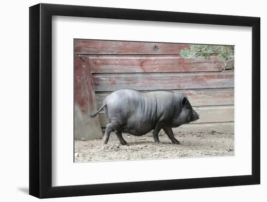 Adult Black Pot Pellied Pig Walking on Farm-Matt Freedman-Framed Photographic Print