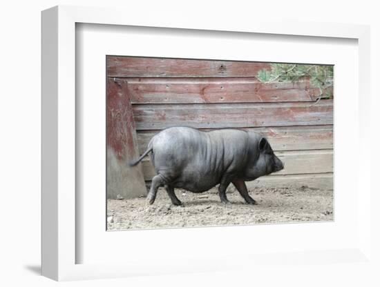 Adult Black Pot Pellied Pig Walking on Farm-Matt Freedman-Framed Photographic Print