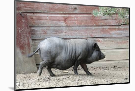 Adult Black Pot Pellied Pig Walking on Farm-Matt Freedman-Mounted Photographic Print