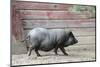 Adult Black Pot Pellied Pig Walking on Farm-Matt Freedman-Mounted Photographic Print