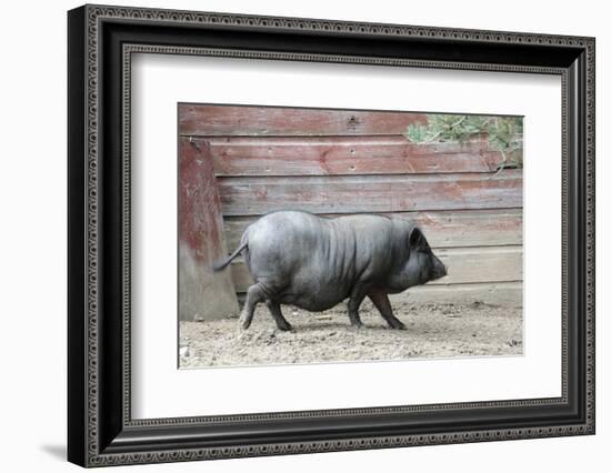 Adult Black Pot Pellied Pig Walking on Farm-Matt Freedman-Framed Photographic Print