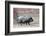 Adult Black Pot Pellied Pig Walking on Farm-Matt Freedman-Framed Photographic Print