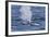 Adult Blue Whale (Balaenoptera Musculus), Southern Gulf of California (Sea of Cortez), Mexico-Michael Nolan-Framed Photographic Print