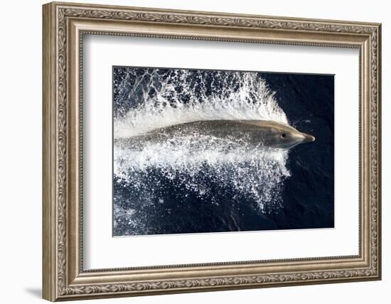 Adult bottlenose dolphin (Tursiops truncatus) bow riding the National Geographic Endeavour-Michael Nolan-Framed Photographic Print