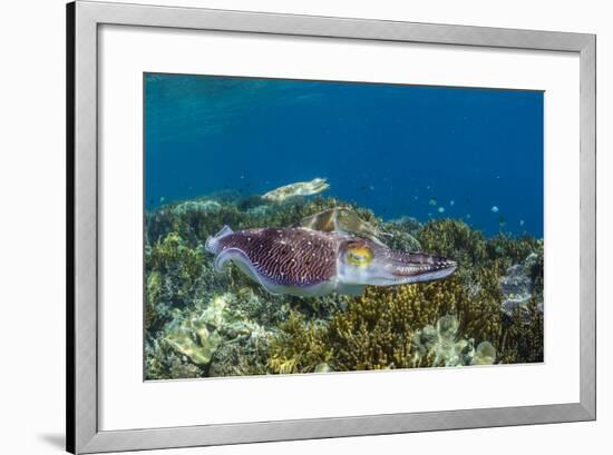 Adult broadclub cuttlefish courtship display, Sebayur Island, Flores Sea, Indonesia, Southeast Asia-Michael Nolan-Framed Photographic Print