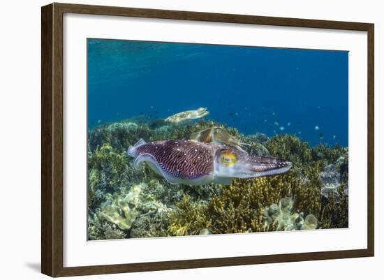 Adult broadclub cuttlefish courtship display, Sebayur Island, Flores Sea, Indonesia, Southeast Asia-Michael Nolan-Framed Photographic Print