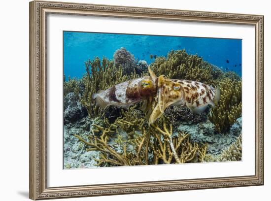 Adult broadclub cuttlefish mating on Sebayur Island, Flores Sea, Indonesia, Southeast Asia-Michael Nolan-Framed Photographic Print