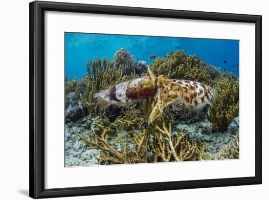 Adult broadclub cuttlefish mating on Sebayur Island, Flores Sea, Indonesia, Southeast Asia-Michael Nolan-Framed Photographic Print