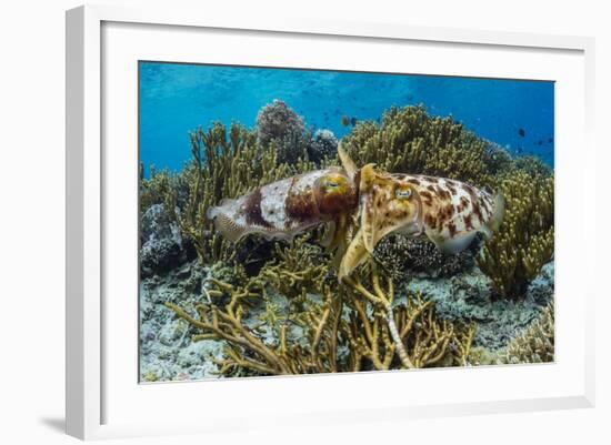 Adult broadclub cuttlefish mating on Sebayur Island, Flores Sea, Indonesia, Southeast Asia-Michael Nolan-Framed Photographic Print