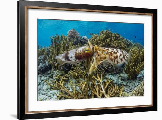 Adult broadclub cuttlefish mating on Sebayur Island, Flores Sea, Indonesia, Southeast Asia-Michael Nolan-Framed Photographic Print