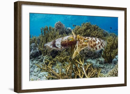 Adult broadclub cuttlefish mating on Sebayur Island, Flores Sea, Indonesia, Southeast Asia-Michael Nolan-Framed Photographic Print