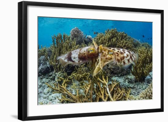 Adult broadclub cuttlefish mating on Sebayur Island, Flores Sea, Indonesia, Southeast Asia-Michael Nolan-Framed Photographic Print