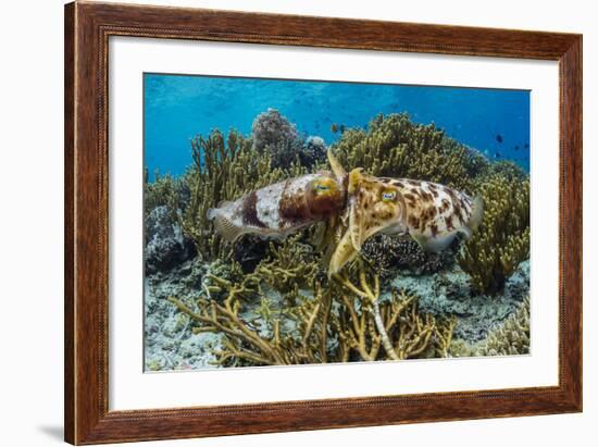 Adult broadclub cuttlefish mating on Sebayur Island, Flores Sea, Indonesia, Southeast Asia-Michael Nolan-Framed Photographic Print