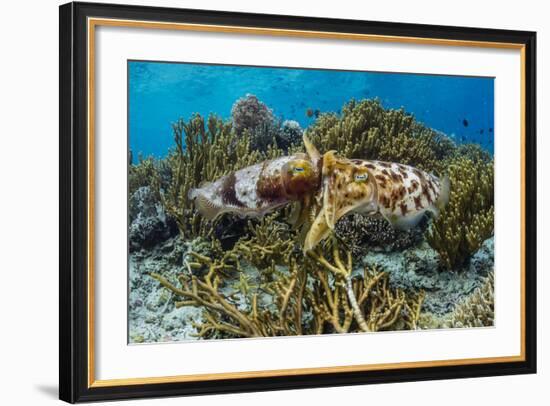 Adult broadclub cuttlefish mating on Sebayur Island, Flores Sea, Indonesia, Southeast Asia-Michael Nolan-Framed Photographic Print