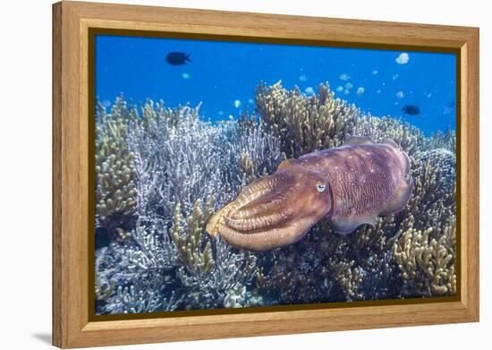 Adult broadclub cuttlefish on the reef at Sebayur Island, Flores Sea, Indonesia, Southeast Asia-Michael Nolan-Framed Premier Image Canvas