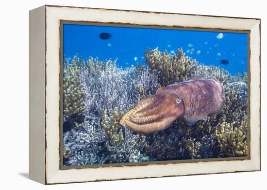 Adult broadclub cuttlefish on the reef at Sebayur Island, Flores Sea, Indonesia, Southeast Asia-Michael Nolan-Framed Premier Image Canvas