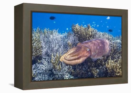Adult broadclub cuttlefish on the reef at Sebayur Island, Flores Sea, Indonesia, Southeast Asia-Michael Nolan-Framed Premier Image Canvas
