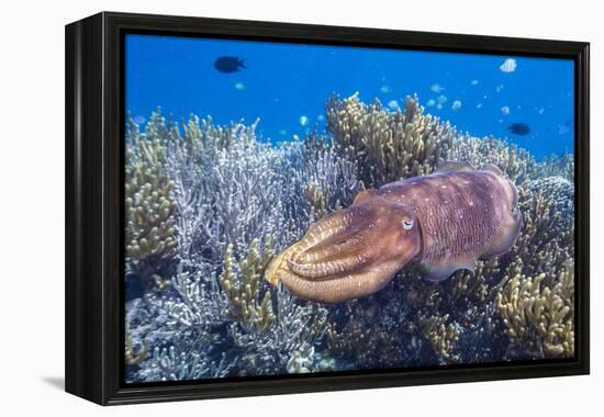 Adult broadclub cuttlefish on the reef at Sebayur Island, Flores Sea, Indonesia, Southeast Asia-Michael Nolan-Framed Premier Image Canvas